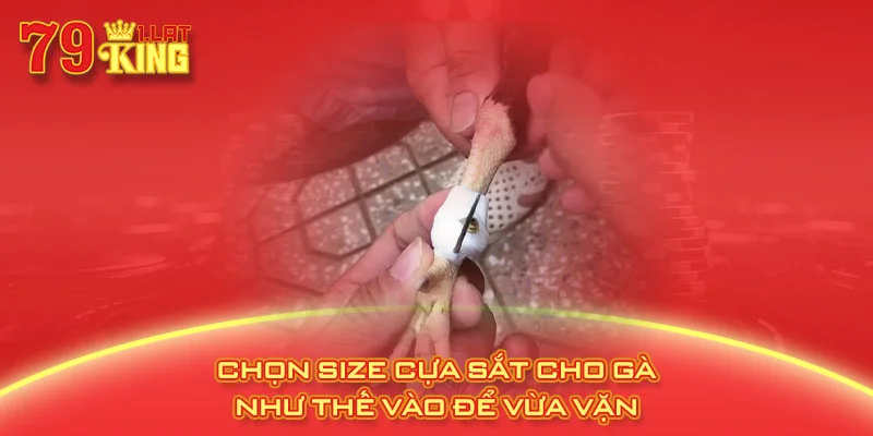 Chọn size cựa sắt cho gà như thế vào để vừa vặn